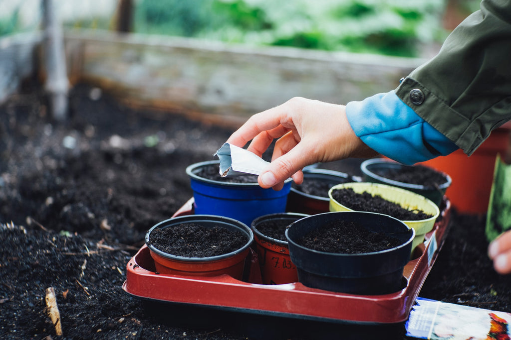 Handing planting seeds to garden pots