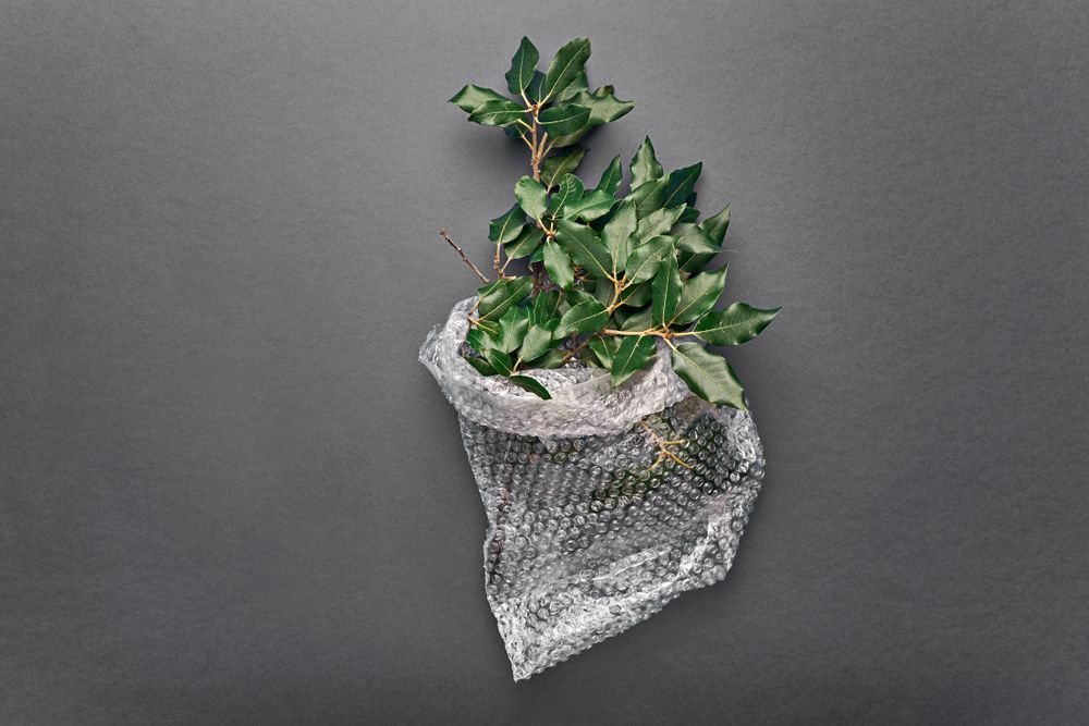 A plant growing in a bubble-wrap bag