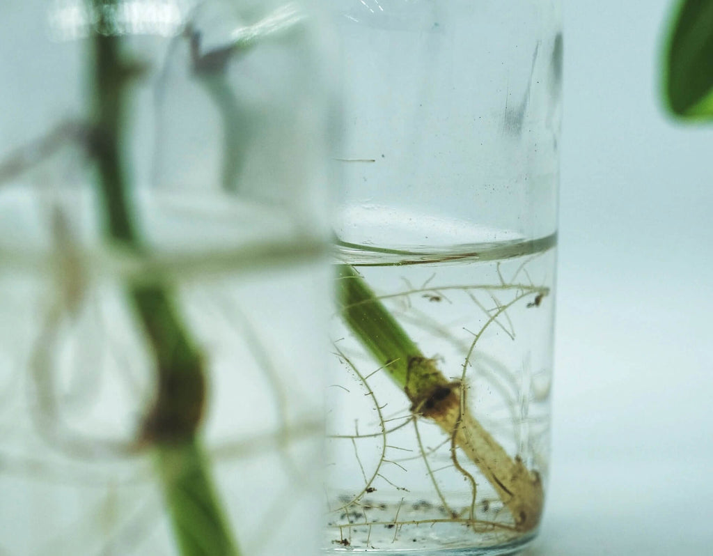 Propagated roots on a glass of water