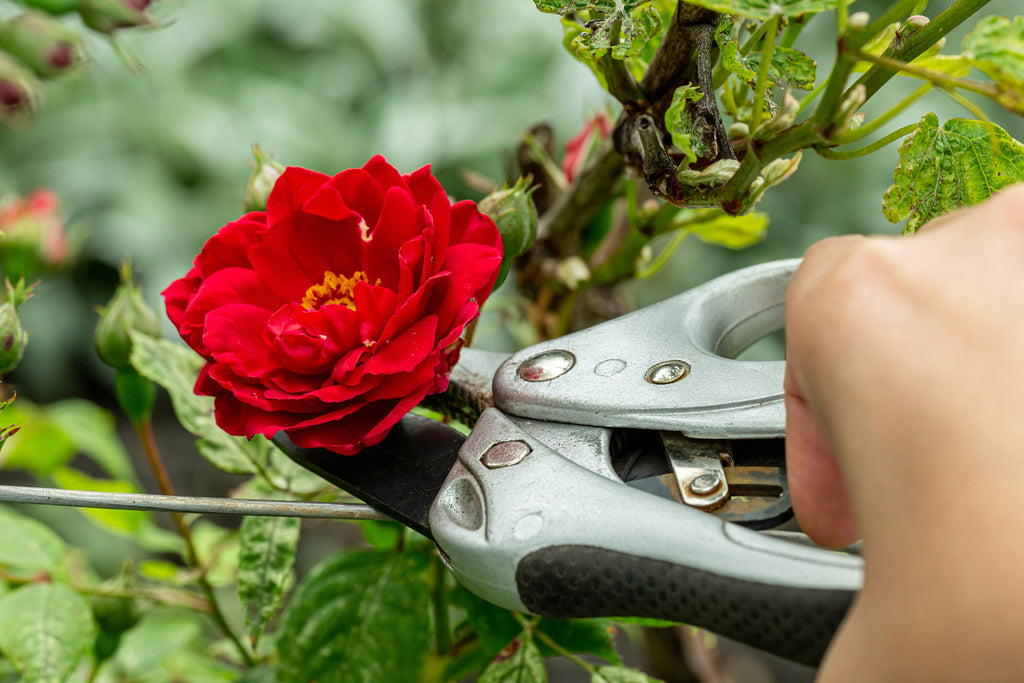 Person pruning rose flower using shears