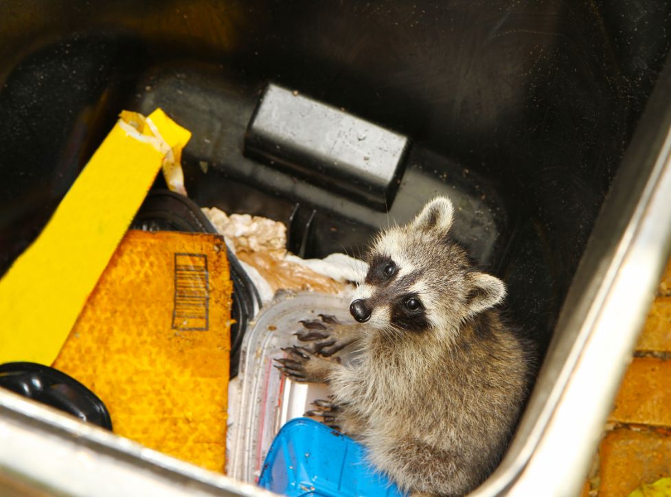 a raccoon sitting inside a trash can