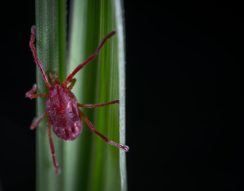 Red spider mite crawling on a green leaf
