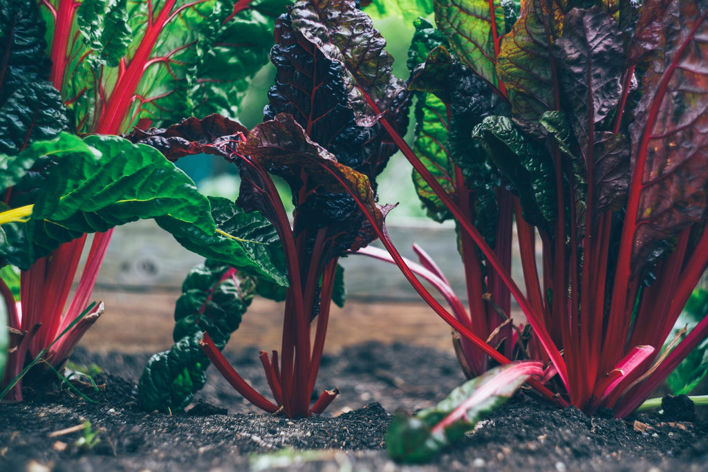 Rhubarb plants with red stems