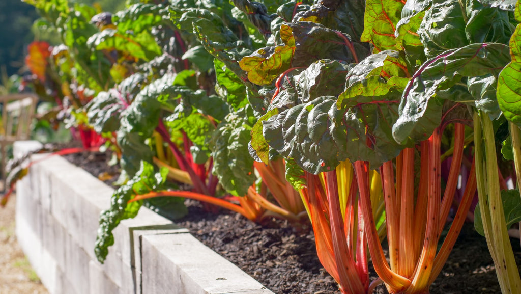 rhubarb plants in a garden