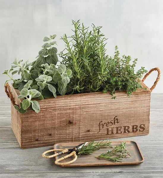 A rustic wooden box filled with green herbs