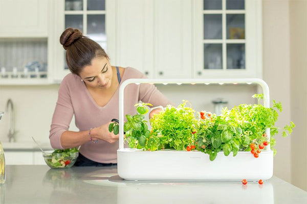 A woman cutting herbs from a small white indoor garden