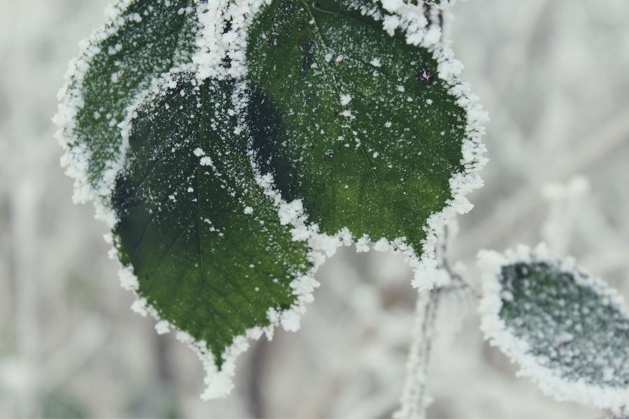 Snow and ice on the edges of a few green leaves