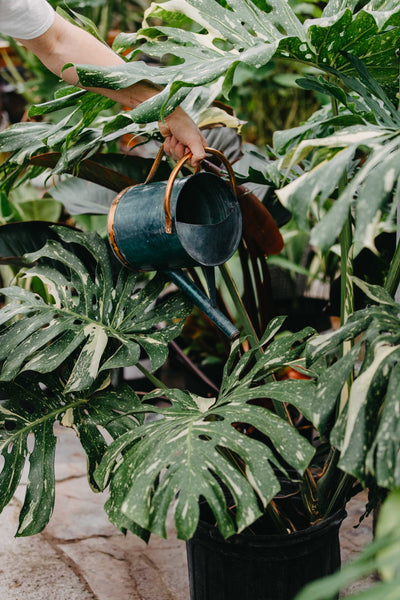 Person watering monstera plants