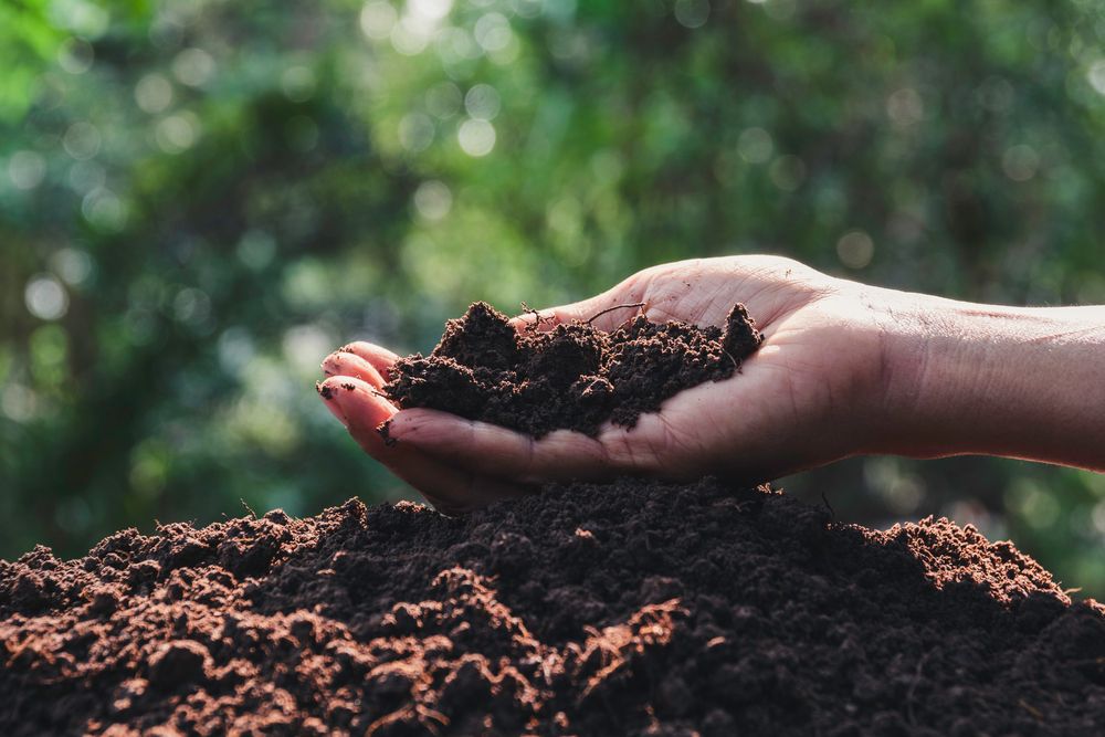 Hand holding compost soil