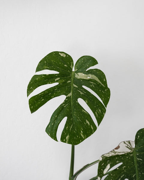 variegated Monstera