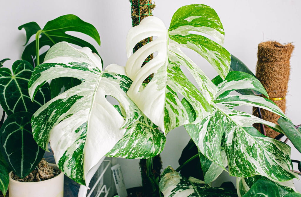 Two variegated Monstera adansonii plants placed side by side