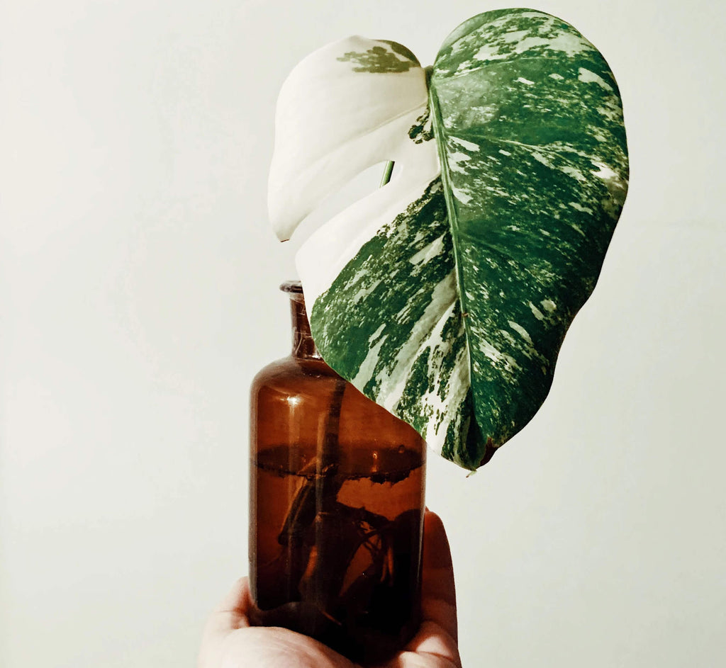 A hand holding a variegated Monstera stem on a bottle