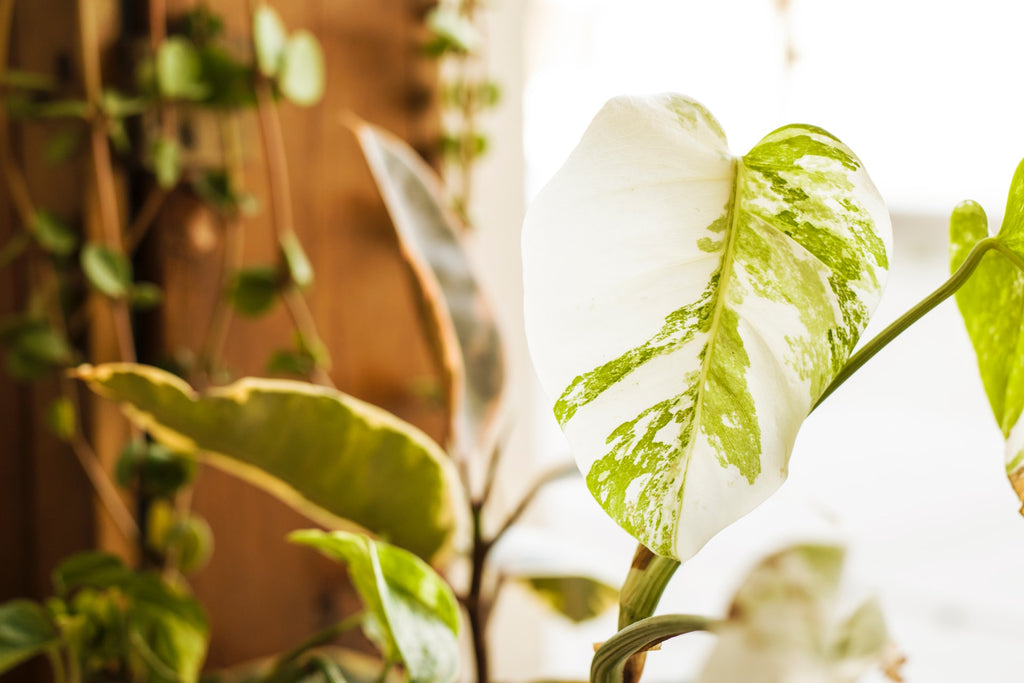 variegated monstera with sunlight