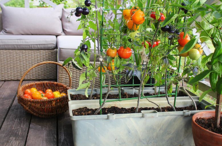 tomato plants growing in a container