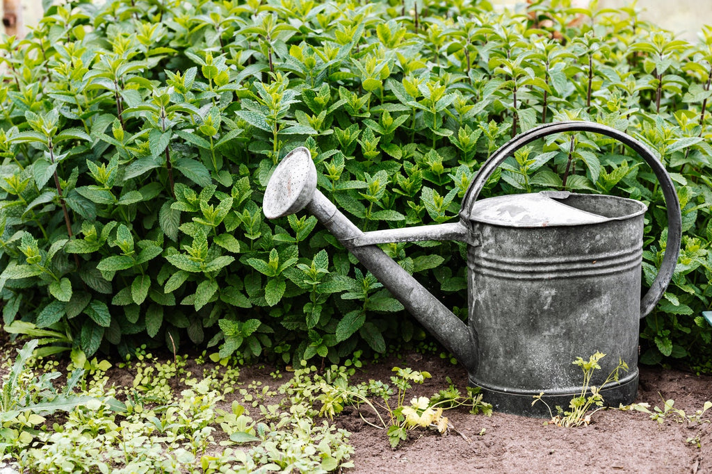 Zinc watering can in the garden