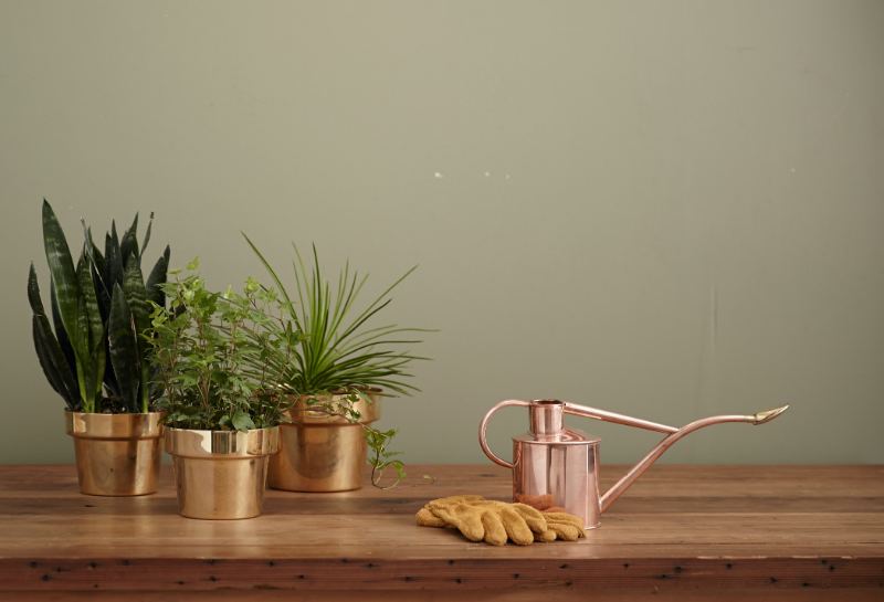 Rose gold watering can beside three golden potted plants