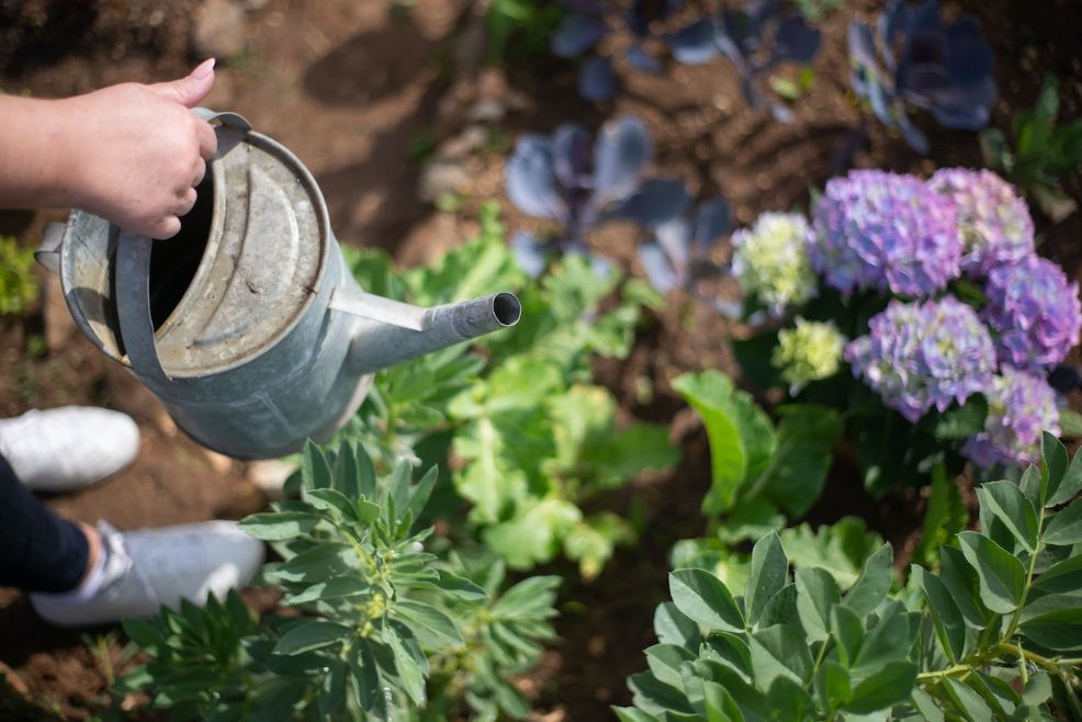 Hand watering purple hydrangea flowers