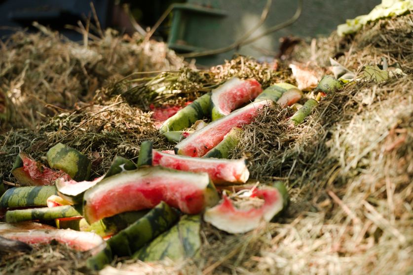 Watermelon rinds in a compost pile