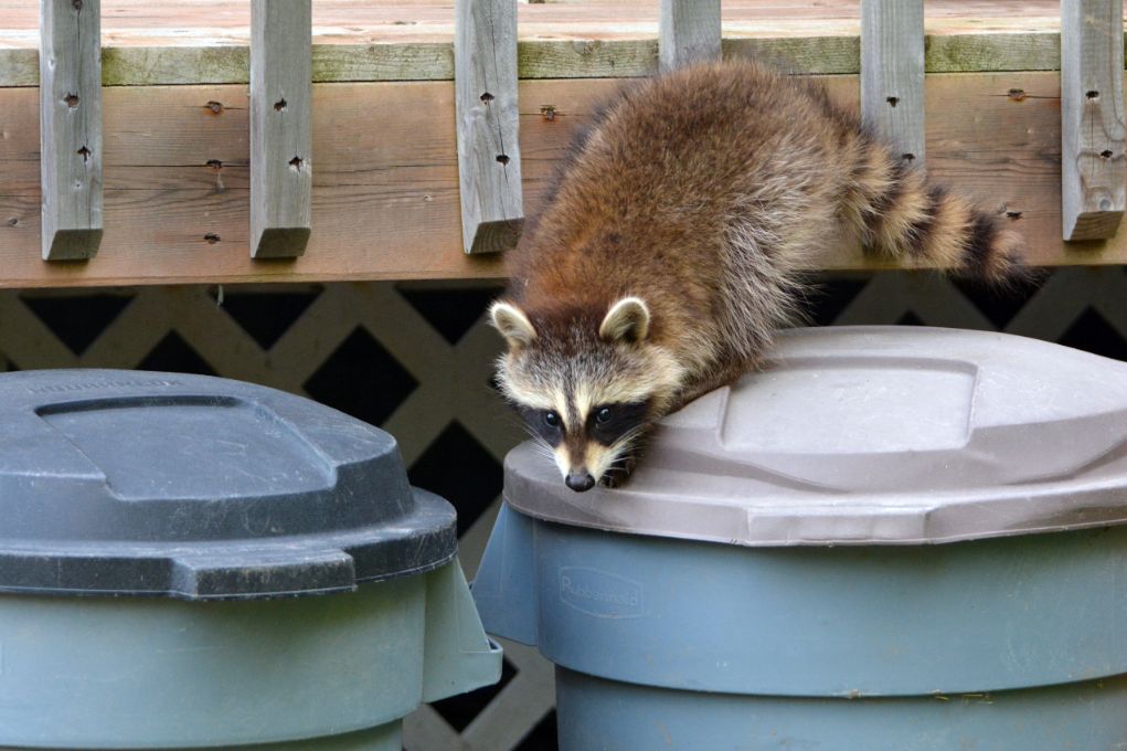 a raccoon standing on top of closed trash cans