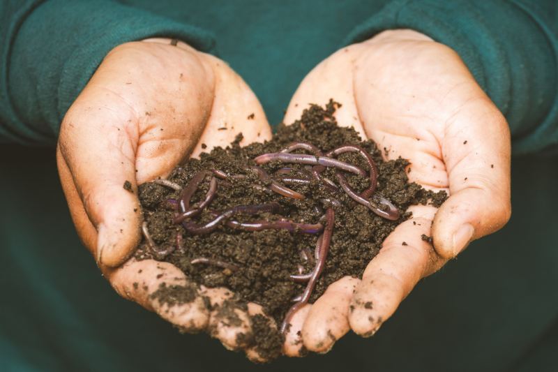 Hands holding some finished compost with worms in it