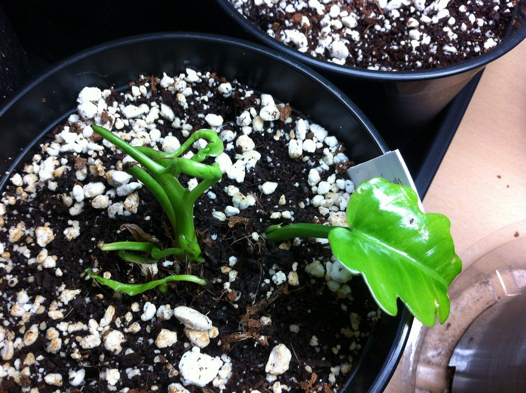 Young Philodendron pinnatifidum on a potted soil mix