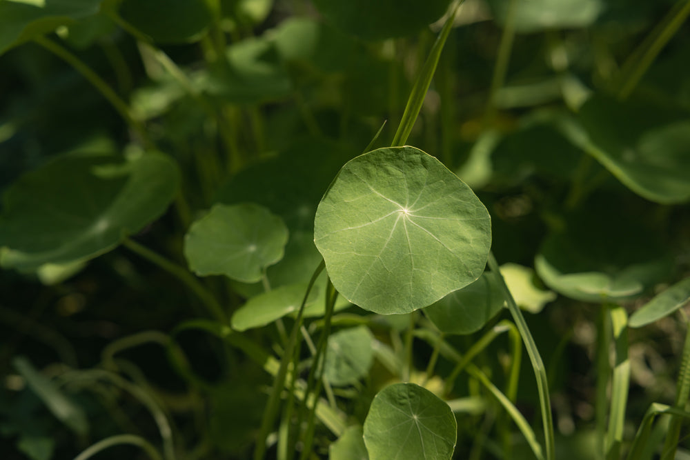 A nasturtium plant