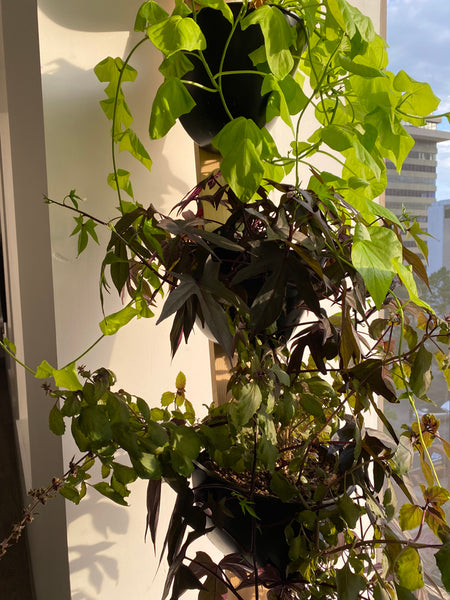 Sead Pod Planters in an apartment window