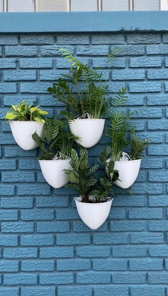 White Sead Pod Planters on a blue brick wall