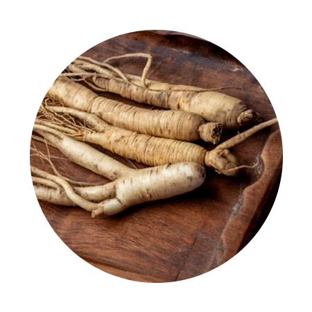 PANAX GINSENG