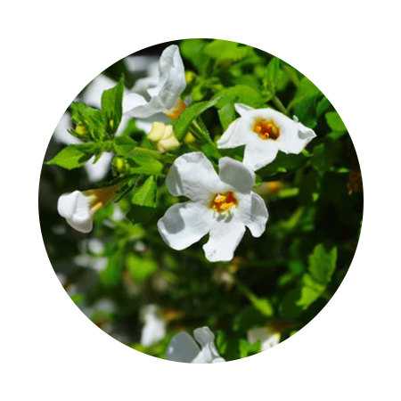 BACOPA