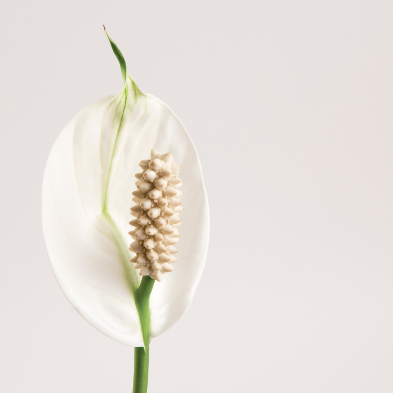 Breathe Easy Plants That Detoxify Your Air Cactus and Stone