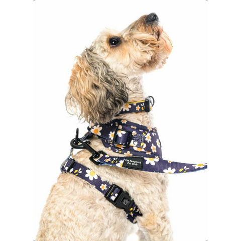 The Pampered Pet Club Harnesses