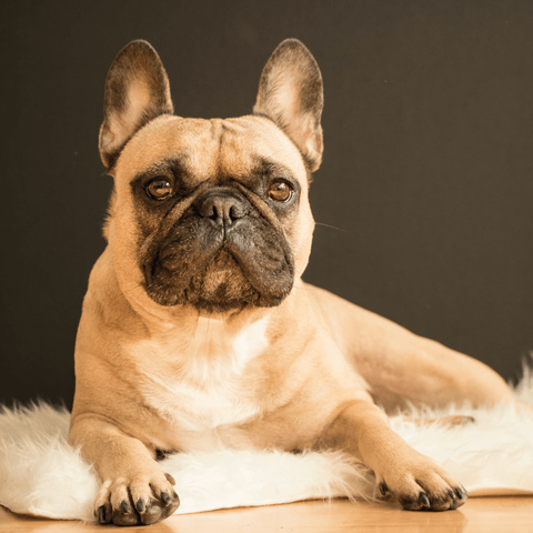French Bulldog - Experiences, Character | Frenchie Complex
