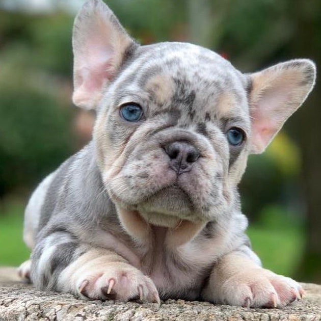 About Lilac French Bulldog - Frenchie Complex