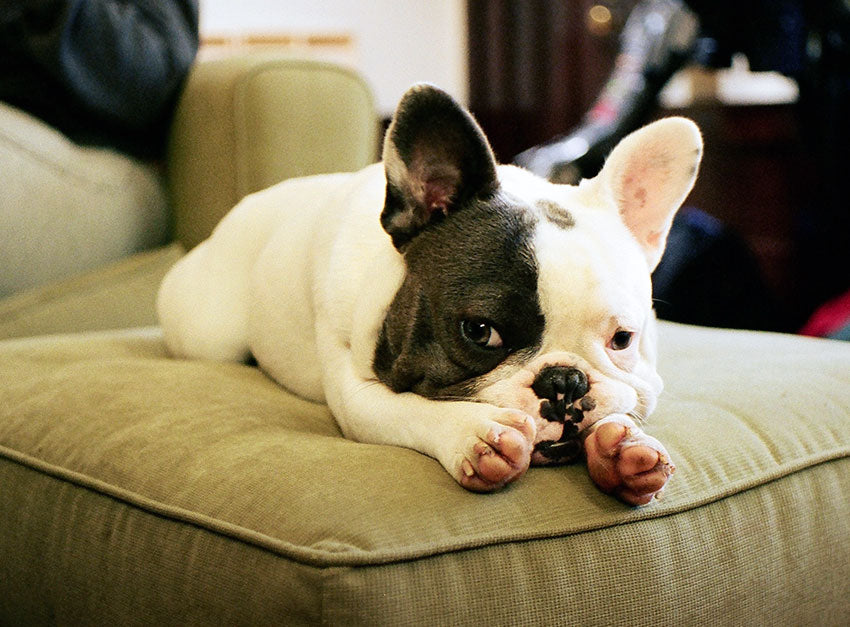 Do French Bulldogs Have Separation Anxiety? Frenchie Complex