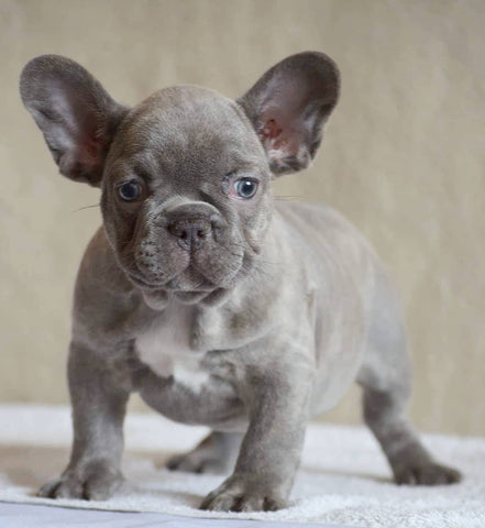About Lilac French Bulldog - Frenchie Complex