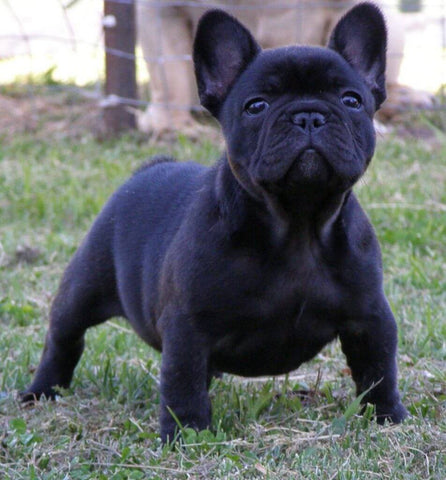 are solid black french bulldogs rare