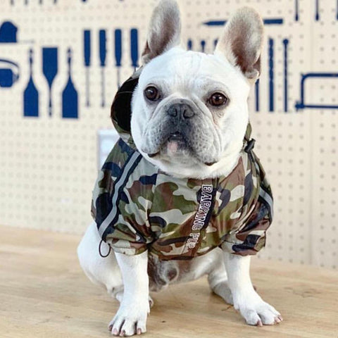 Necessary Accessories for your French Bulldog Frenchie Complex