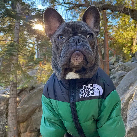 winter jacket for french bulldog