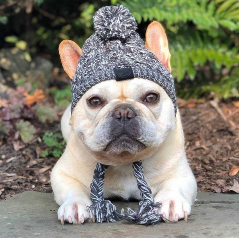 french bulldog hats