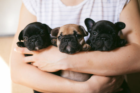 how much do french bulldog cost