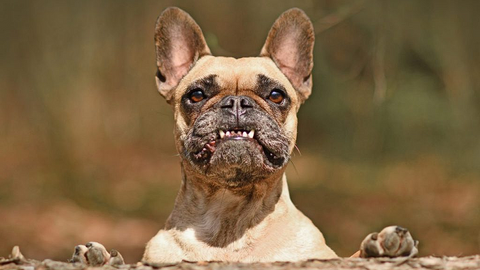 French Bulldog Teeth
