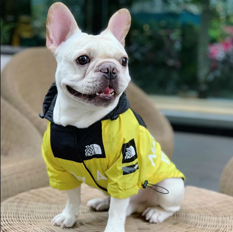 french bulldog winter coat