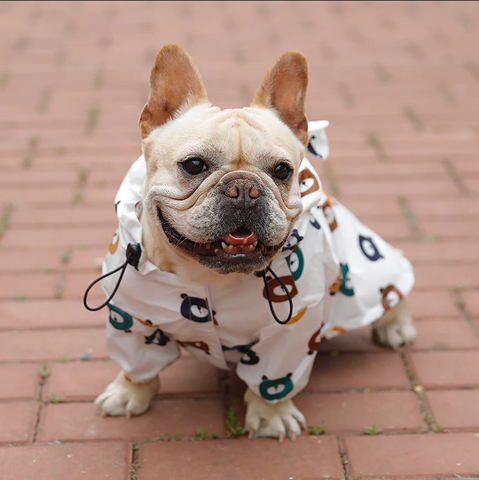 coat for french bulldog