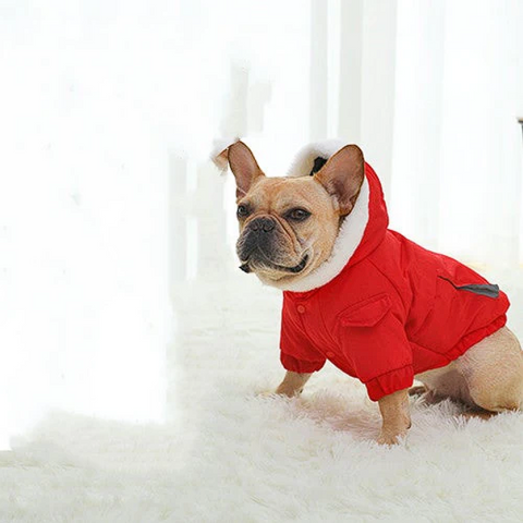 french bulldog winter jacket