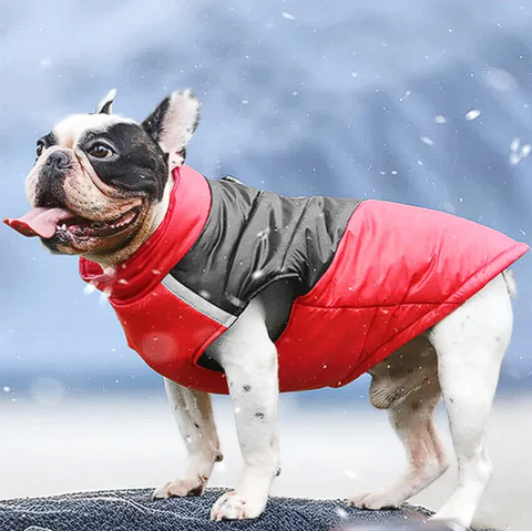 french bulldog winter jackets