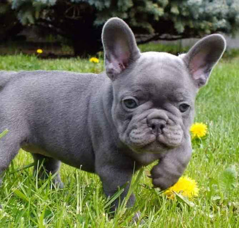 lilac french bulldog