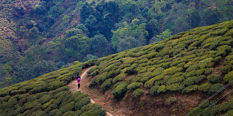 People walking along a path in Darjeeling region tea fields