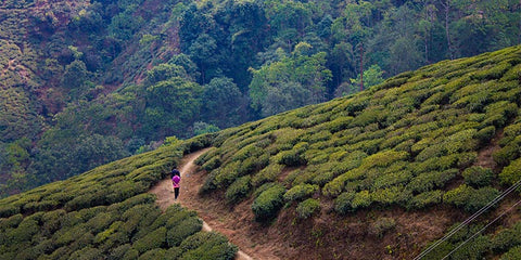 Hills of Darjeeling