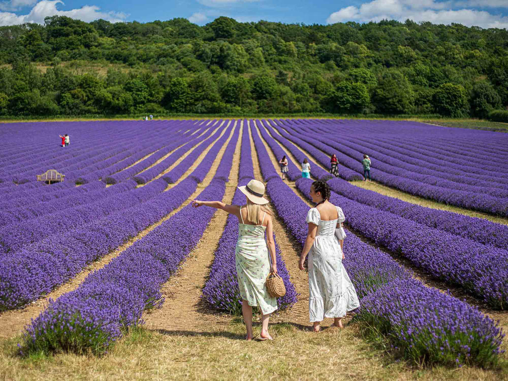 Summer Day overlooking Lavender field in bloom, with children running through hedges in background and two women in summer dress walking through the grass barefoot